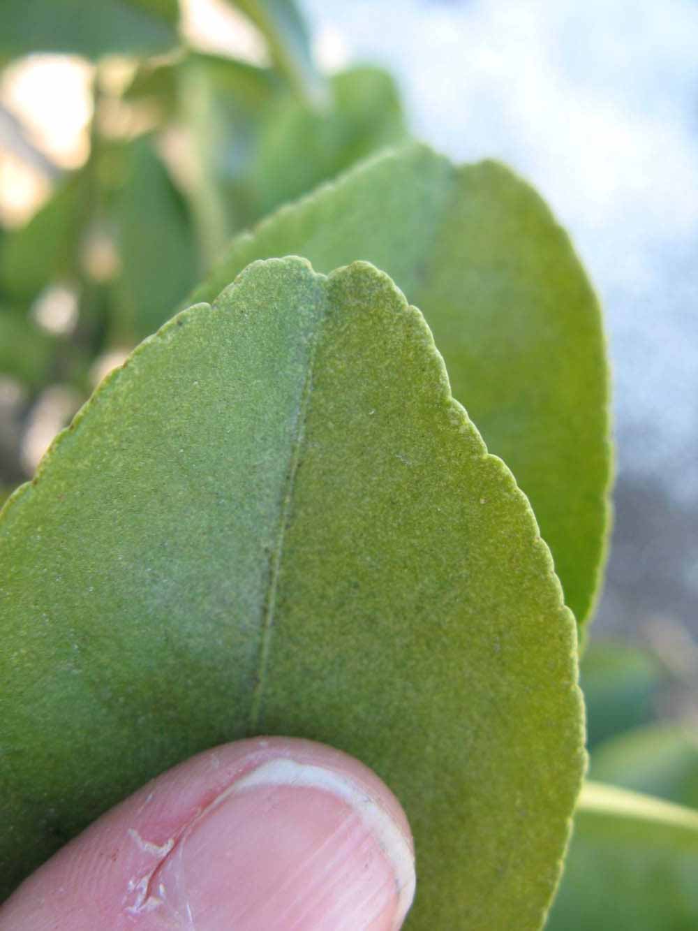              Margin (Winter Haven, FL)       